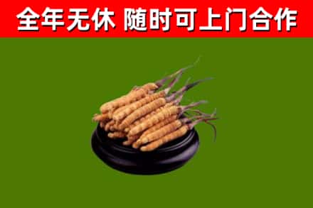 昆都仑回收冬虫夏草