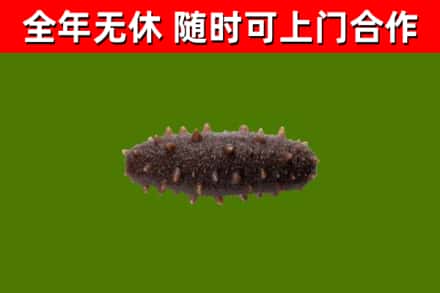 昆都仑回收海参干